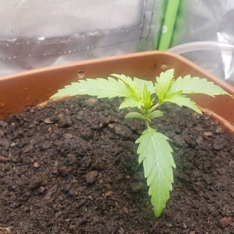 Princesa Hanira  growlog timeline photo