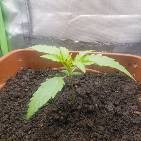 Princesa Hanira  growlog timeline photo