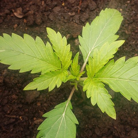 Princesa Hanira  growlog timeline photo