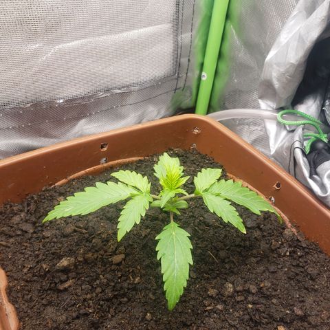 Princesa Hanira  growlog timeline photo