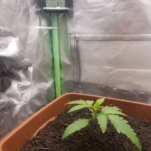 Princesa Hanira  growlog timeline photo