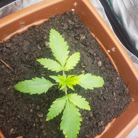 Princesa Hanira  growlog timeline photo