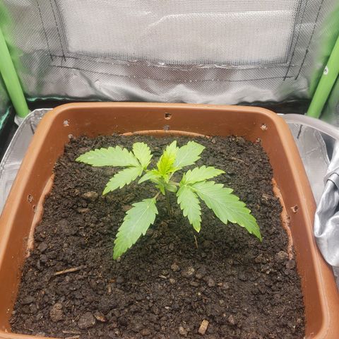 Princesa Hanira  growlog timeline photo