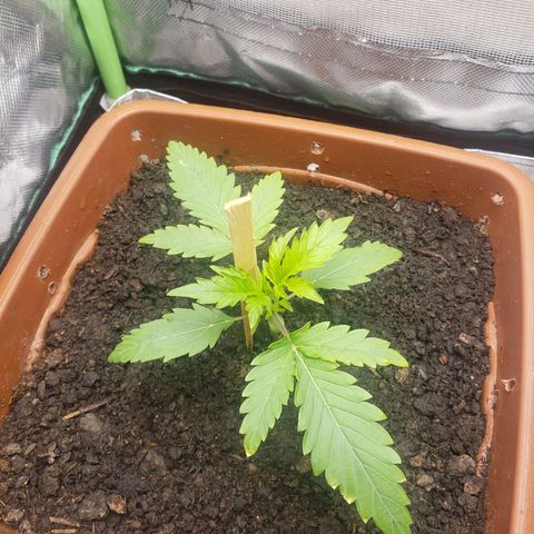 Princesa Hanira  growlog timeline photo