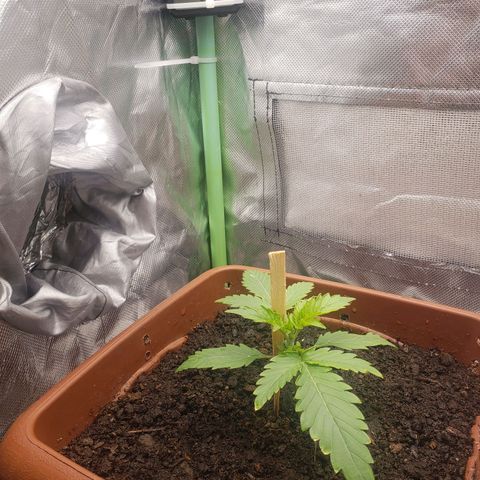 Princesa Hanira  growlog timeline photo