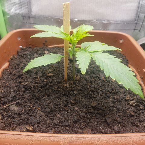 Princesa Hanira  growlog timeline photo