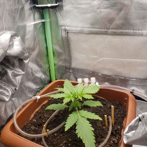 Princesa Hanira  growlog timeline photo