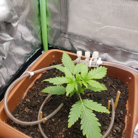 Princesa Hanira  growlog timeline photo