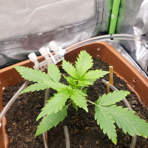 Princesa Hanira  growlog timeline photo