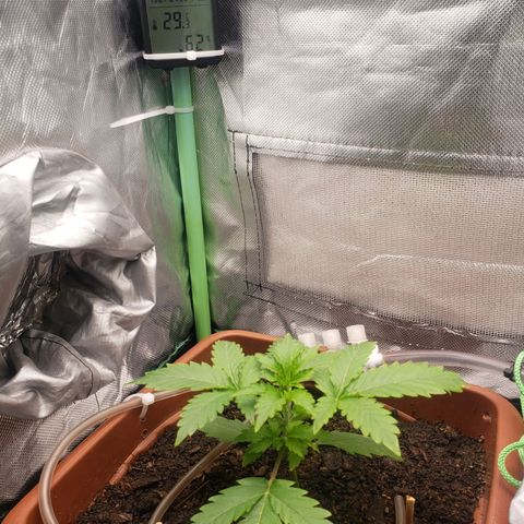 Princesa Hanira  growlog timeline photo
