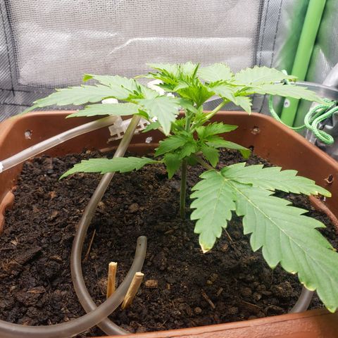 Princesa Hanira  growlog timeline photo