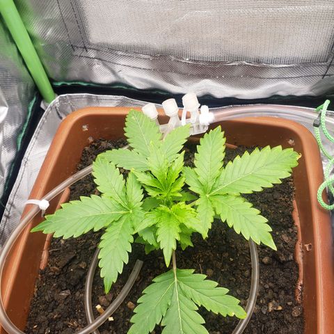 Princesa Hanira  growlog timeline photo