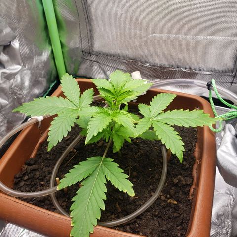 Princesa Hanira  growlog timeline photo