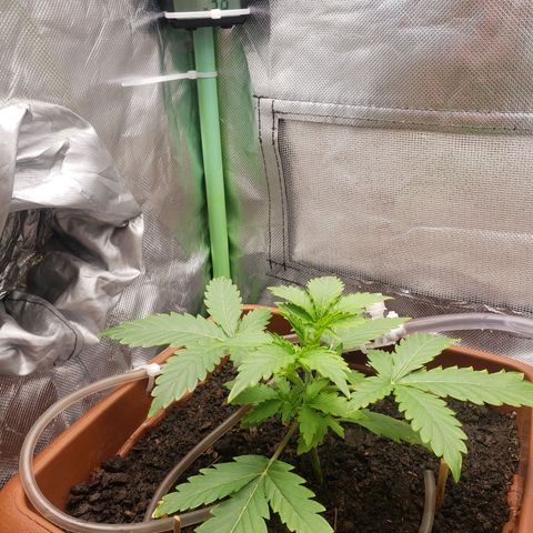 Princesa Hanira  growlog timeline photo