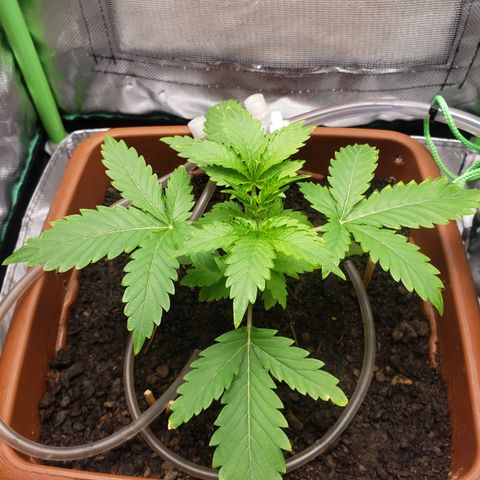 Princesa Hanira  growlog timeline photo