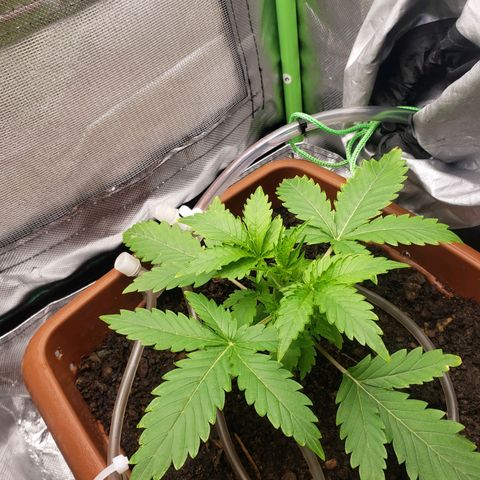 Princesa Hanira  growlog timeline photo