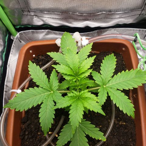 Princesa Hanira  growlog timeline photo
