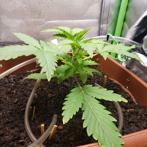 Princesa Hanira  growlog timeline photo
