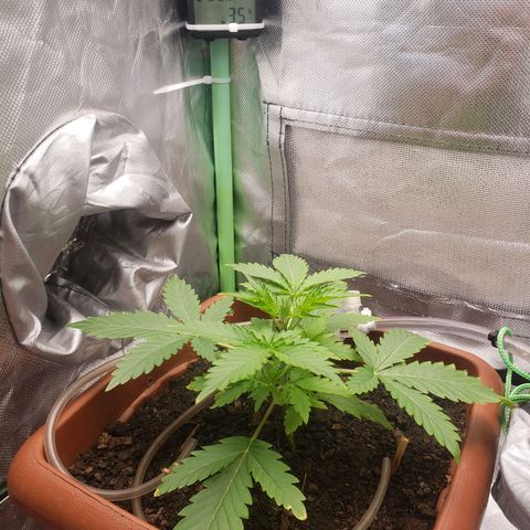 Princesa Hanira  growlog timeline photo