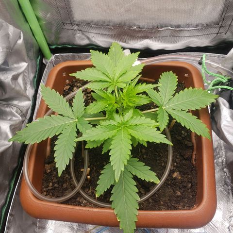 Princesa Hanira  growlog timeline photo