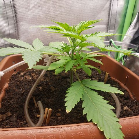 Princesa Hanira  growlog timeline photo