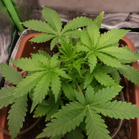 Princesa Hanira  growlog timeline photo