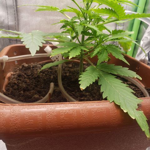 Princesa Hanira  growlog timeline photo
