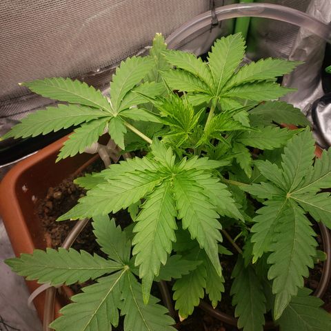 Princesa Hanira  growlog timeline photo