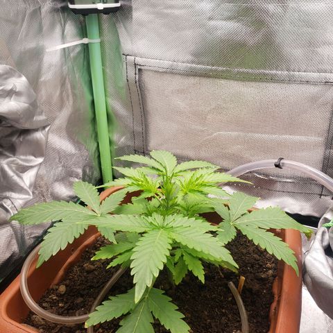 Princesa Hanira  growlog timeline photo