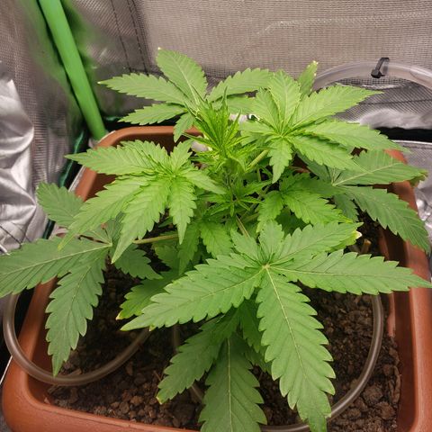 Princesa Hanira  growlog timeline photo