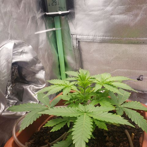 Princesa Hanira  growlog timeline photo
