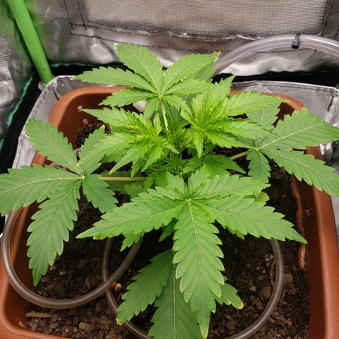 Princesa Hanira  growlog timeline photo