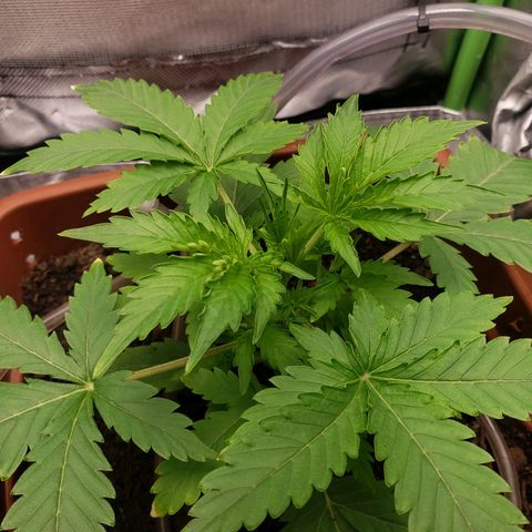 Princesa Hanira  growlog timeline photo