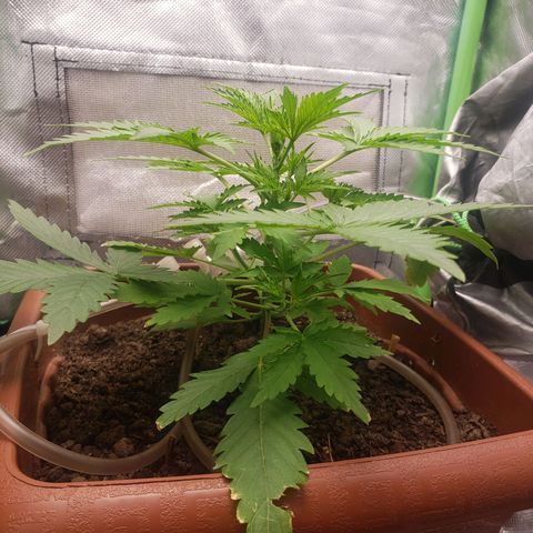 Princesa Hanira  growlog timeline photo