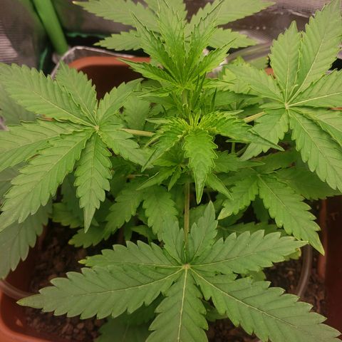 Princesa Hanira  growlog timeline photo