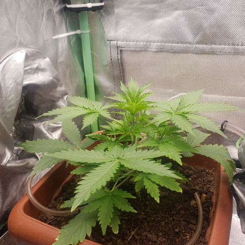Princesa Hanira  growlog timeline photo