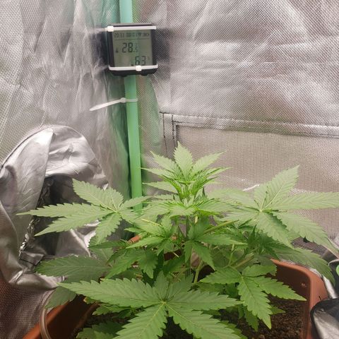 Princesa Hanira  growlog timeline photo