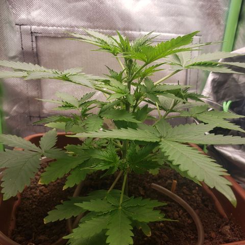 Princesa Hanira  growlog timeline photo