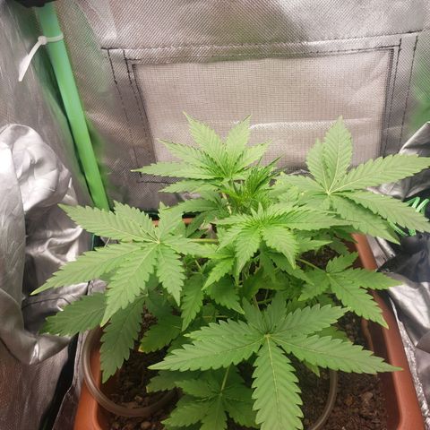 Princesa Hanira  growlog timeline photo