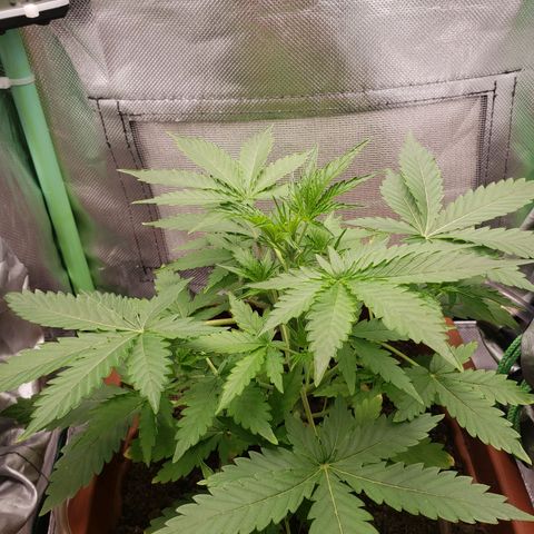 Princesa Hanira  growlog timeline photo