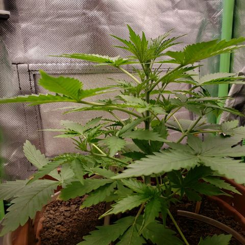 Princesa Hanira  growlog timeline photo