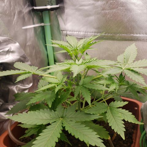 Princesa Hanira  growlog timeline photo