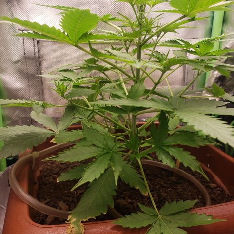 Princesa Hanira  growlog timeline photo