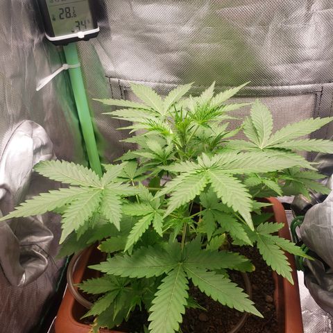 Princesa Hanira  growlog timeline photo