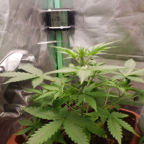 Princesa Hanira  growlog timeline photo