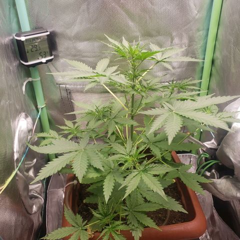 Princesa Hanira  growlog timeline photo