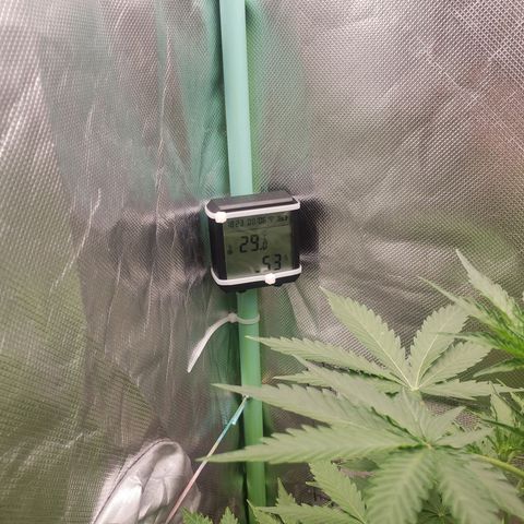 Princesa Hanira  growlog timeline photo
