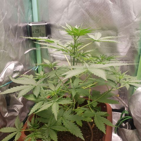 Princesa Hanira  growlog timeline photo