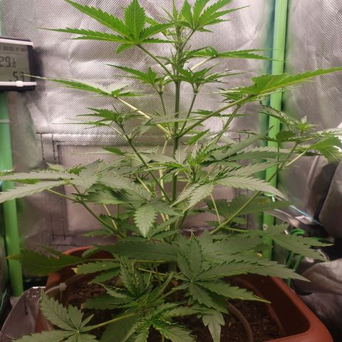 Princesa Hanira  growlog timeline photo