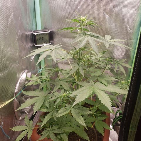 Princesa Hanira  growlog timeline photo